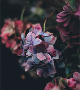 خوش بو ترین عطر های دنیا